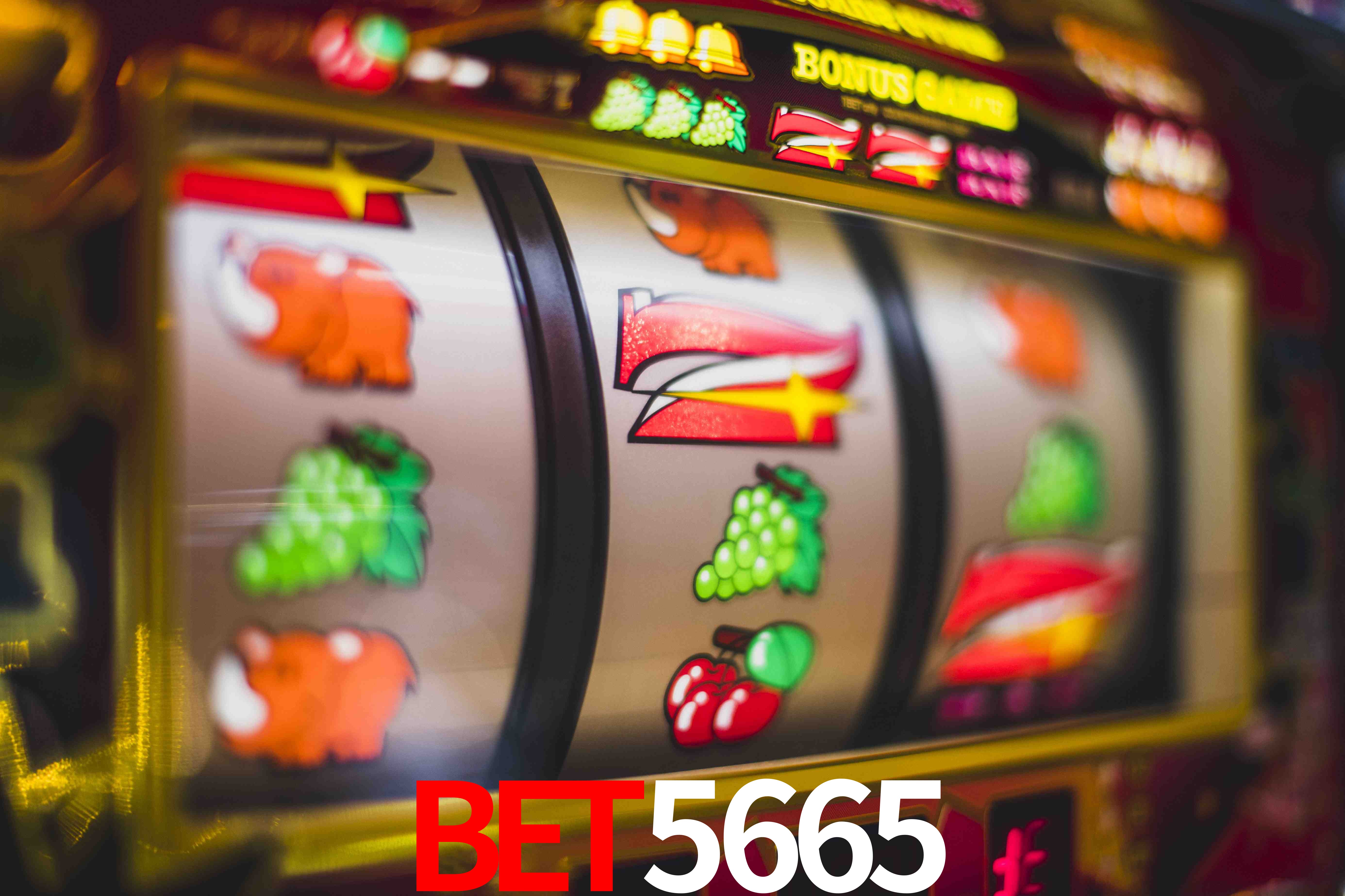 Experiência VIP bet5665